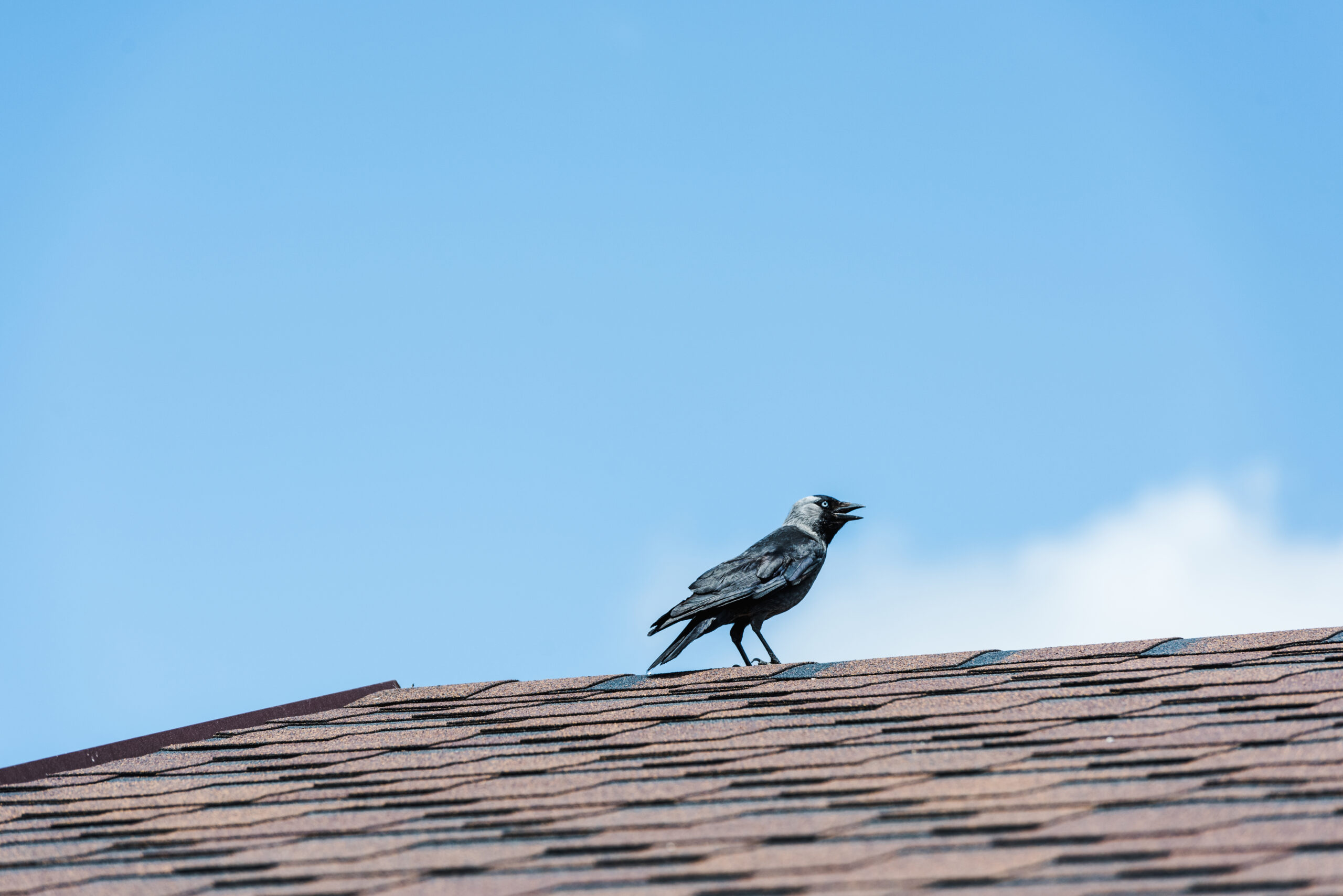 Why Cleaning Your Dryer Vent and Installing a Bird Guard Is Crucial: Avoid a Bird Mite Infestation in Your Home