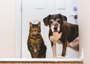 How Pet Dander Affects Indoor Air Quality in Your Home