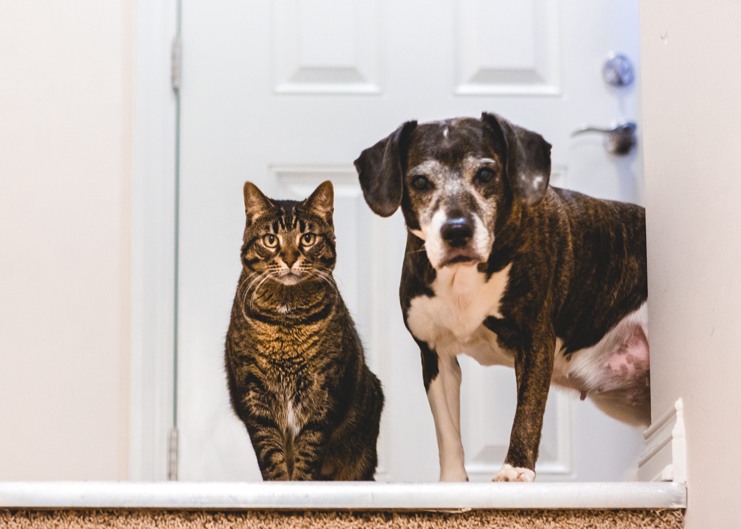 How Pet Dander Affects Indoor Air Quality in Your Home
