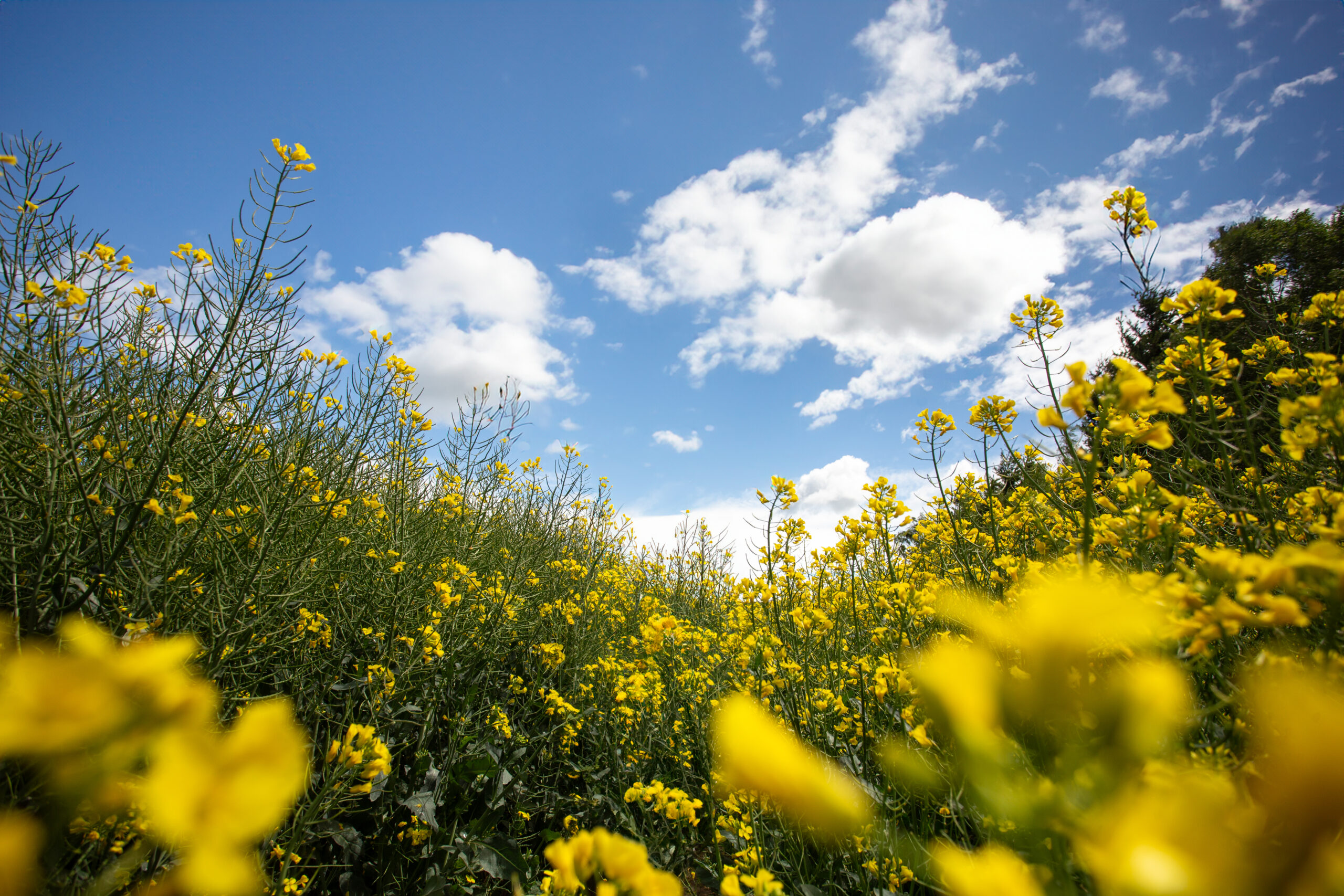 Pollen Season: How It Affects Your Indoor Air Quality